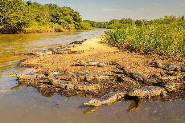 Brazil-Pantanal Group of jacare caiman reptiles and river